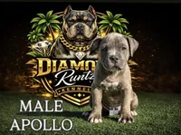 Apollo , a male American Bully for sale in Las Vegas, NV – 1 of 3