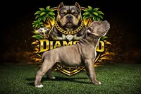 Apollo , a male American Bully for sale in Las Vegas, NV – 2 of 3