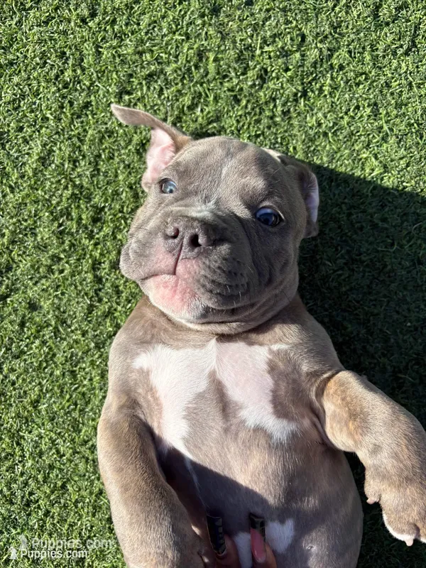 Apollo  – American Bully puppy for sale in Las Vegas, NV