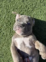 Apollo , a male American Bully for sale in Las Vegas, NV – 3 of 3