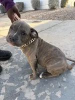Apollo, a male American Bully for sale in Las Vegas, NV – 4 of 4
