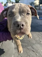 Apollo, a male American Bully for sale in Las Vegas, NV – 3 of 4