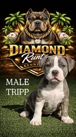 Tripp, a male American Bully for sale in Las Vegas, NV – 2 of 3