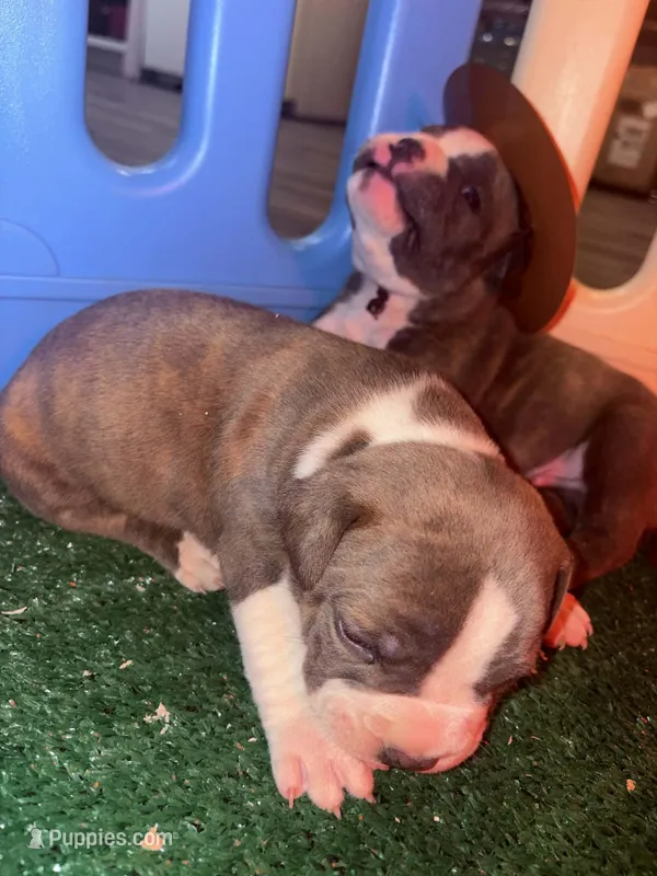 Tripp – American Bully puppy for sale in Las Vegas, NV