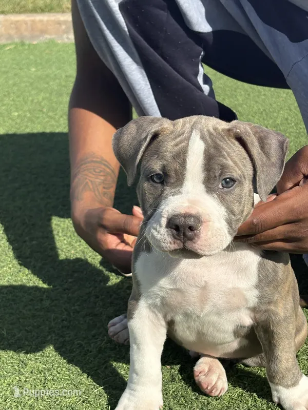 Tripp – American Bully puppy for sale in Las Vegas, NV
