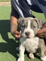 Tripp, a male American Bully for sale in Las Vegas, NV – 3 of 3