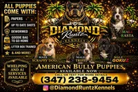 Goku, a male American Bully for sale in Las Vegas, NV – Photo 4 of 4