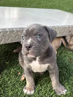 Goku, a male American Bully for sale in Las Vegas, NV – Photo 3 of 4
