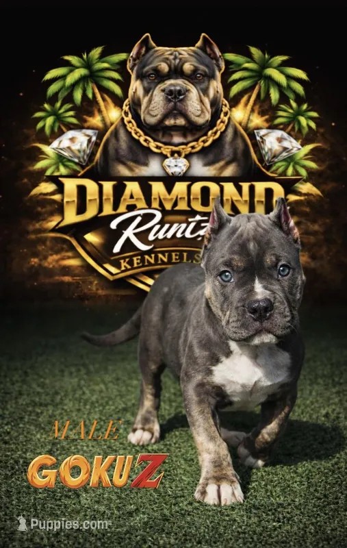Goku – American Bully puppy for sale in Las Vegas, NV