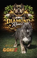 Goku, a male American Bully for sale in Las Vegas, NV – Photo 1 of 4