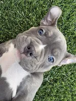 Goku, a male American Bully for sale in Las Vegas, NV – Photo 2 of 4