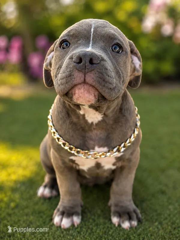 Apollo  – American Bully puppy for sale in Las Vegas, NV