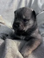 Baby Love, a female Shiba Inu and Shikoku for sale in Seminole, FL – Photo 5 of 8