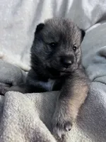 Baby Love, a female Shiba Inu and Shikoku for sale in Seminole, FL – Photo 4 of 8