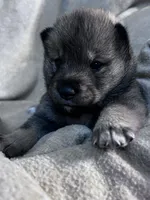 Baby Love, a female Shiba Inu and Shikoku for sale in Seminole, FL – Photo 3 of 8