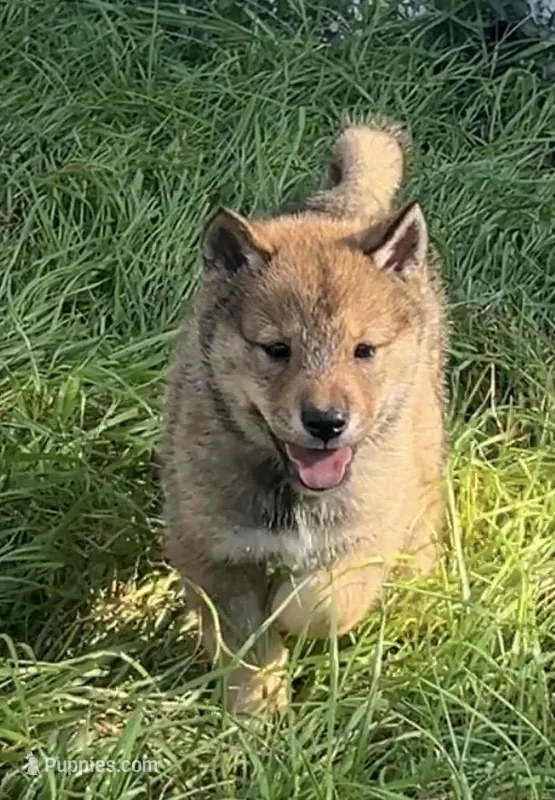 Baby Love – Shiba Inu, Shikoku puppy on hold in Seminole, FL