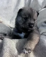 Baby Love, a female Shiba Inu and Shikoku for sale in Seminole, FL – Photo 1 of 8