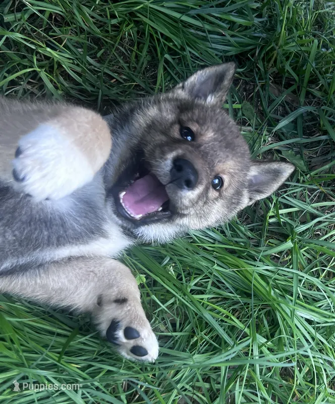 Love Muffin-Available 4/4/26 – Shiba Inu, Shikoku puppy for sale in Seminole, FL