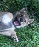 Love Muffin-Available 4/4/26, a male Shiba Inu and Shikoku for sale in Seminole, FL – Photo 1 of 10