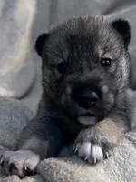 Love Muffin, a male Shiba Inu and Shikoku for sale in Seminole, FL – Photo 3 of 6