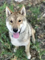 Love Muffin, a male Shiba Inu and Shikoku for sale in Seminole, FL – Photo 6 of 6