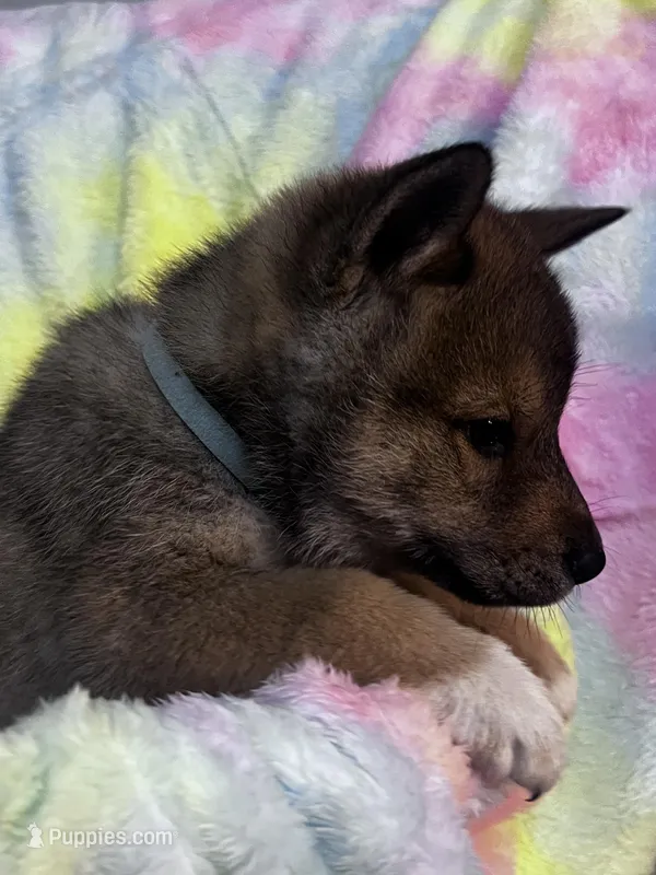 Love Muffin – Shiba Inu, Shikoku puppy for sale in Seminole, FL