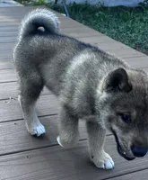 Love Muffin-Available 4/4/26, a male Shiba Inu and Shikoku for sale in Seminole, FL – Photo 9 of 10