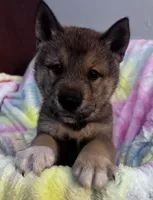 Love Muffin-Available 4/4/26, a male Shiba Inu and Shikoku for sale in Seminole, FL – Photo 6 of 10