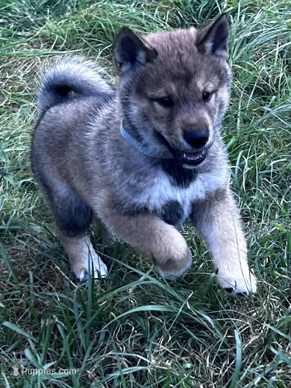 Love Muffin – Shiba Inu, Shikoku puppy for sale in Seminole, FL