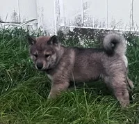 Love Muffin-Available 4/4/26, a male Shiba Inu and Shikoku for sale in Seminole, FL – Photo 5 of 10