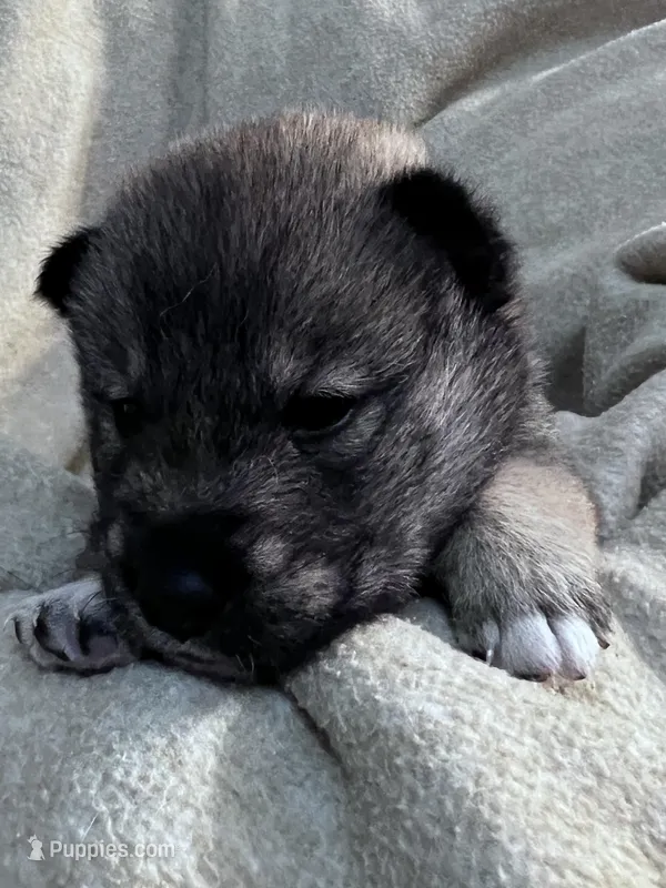 Love Muffin, a male Shiba Inu and Shikoku for sale in Seminole, FL – Photo 1 of 6