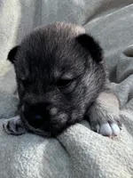 Love Muffin, a male Shiba Inu and Shikoku for sale in Seminole, FL – Photo 1 of 6