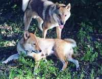 Love Muffin, a male Shiba Inu and Shikoku for sale in Seminole, FL – Photo 5 of 6