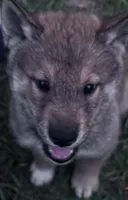 Love Muffin-Available 4/4/26, a male Shiba Inu and Shikoku for sale in Seminole, FL – Photo 4 of 10