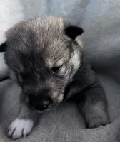 Love Muffin, a male Shiba Inu and Shikoku for sale in Seminole, FL – Photo 2 of 6