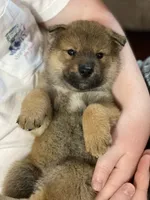 processed/9b4217b5-e6c8-4f1a-93cb-fda25ff19f93/listing/6b1288ca-7e30-48c4-bda4-9dec88aba241/f1c6a315-14a8-4a56-8838-b2f6e356ac0a