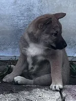 Love Bug-Available 4/4/26, a female Shiba Inu and Shikoku for sale in Seminole, FL – Photo 9 of 9