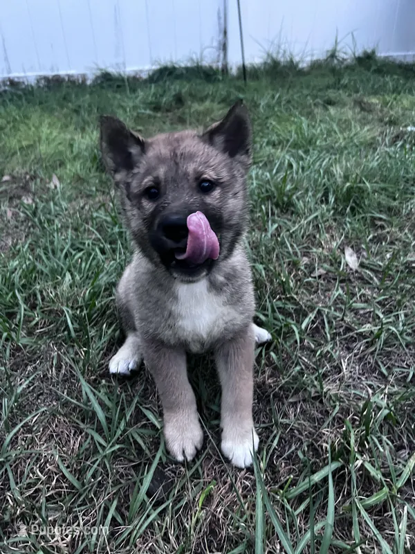 Love Bug-Available 4/4/26 – Shiba Inu, Shikoku puppy for sale in Seminole, FL