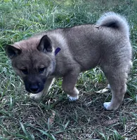 Love Bug-Available 4/4/26, a female Shiba Inu and Shikoku for sale in Seminole, FL – Photo 7 of 9
