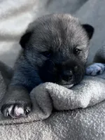 Love Bug, a female Shiba Inu and Shikoku for sale in Seminole, FL – Photo 5 of 8