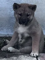 Love Bug-Available 4/4/26, a female Shiba Inu and Shikoku for sale in Seminole, FL – Photo 8 of 9