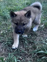 Love Bug-Available 4/4/26, a female Shiba Inu and Shikoku for sale in Seminole, FL – Photo 8 of 9