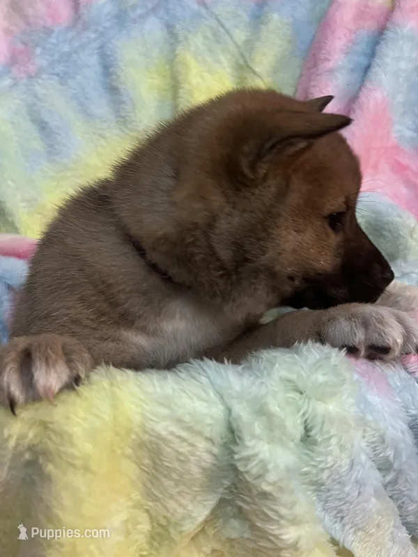Love Bug – Shiba Inu, Shikoku puppy for sale in Seminole, FL