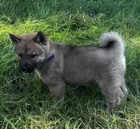 Love Bug-Available 4/4/26, a female Shiba Inu and Shikoku for sale in Seminole, FL – Photo 3 of 9