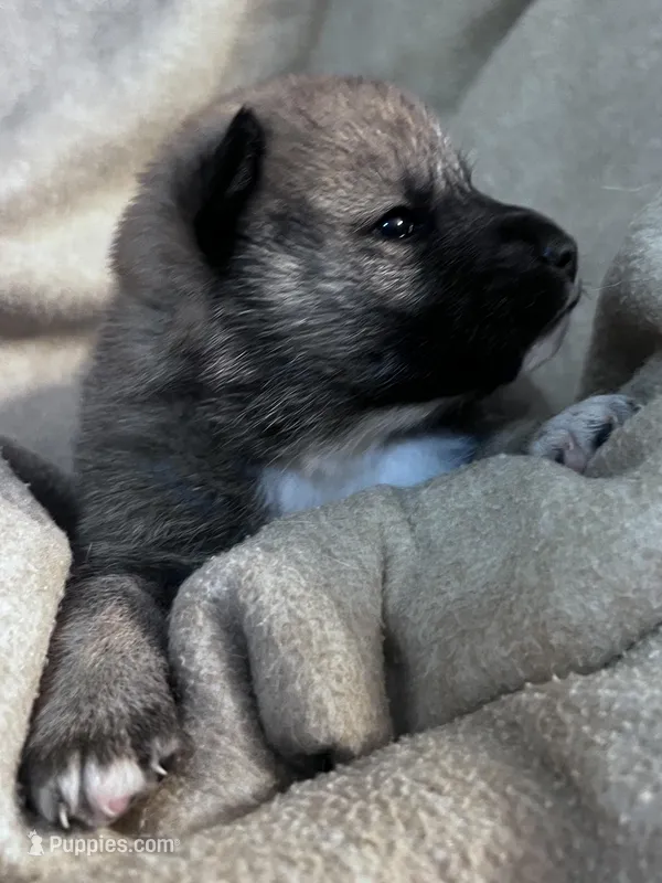 Love Bug, a female Shiba Inu and Shikoku for sale in Seminole, FL – Photo 1 of 8