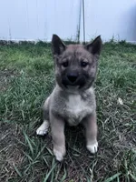 Love Bug-Available 4/4/26, a female Shiba Inu and Shikoku for sale in Seminole, FL – Photo 2 of 9