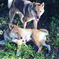 Love Bug-Available 4/4/26, a female Shiba Inu and Shikoku for sale in Seminole, FL – Photo 9 of 9