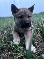 Love Bug-Available 4/4/26, a female Shiba Inu and Shikoku for sale in Seminole, FL – Photo 6 of 9