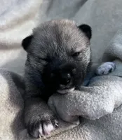 Love Bug, a female Shiba Inu and Shikoku for sale in Seminole, FL – Photo 3 of 8