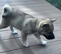 Love Bug-Available 4/4/26, a female Shiba Inu and Shikoku for sale in Seminole, FL – Photo 6 of 9